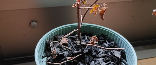 レモンバーム枯れる